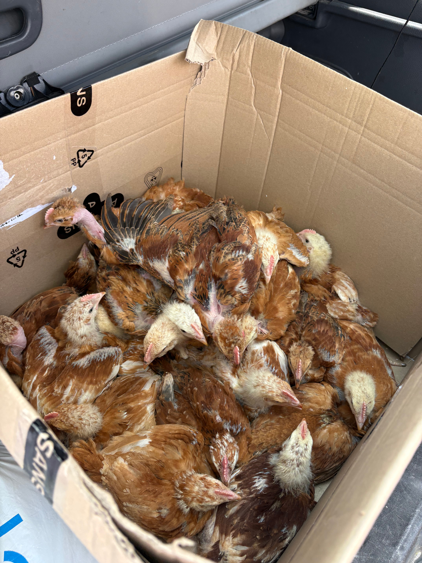 Baby chicks gifted to widowed mothers as a sustainable food source